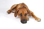 liegender Rhodesian Ridgeback