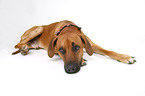 liegender Rhodesian Ridgeback