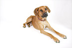 liegender Rhodesian Ridgeback