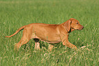 laufender Rhodesian Ridgeback Welpe auf Wiese