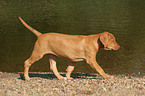 laufender Rhodesian Ridgeback Welpe