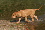 laufender Rhodesian Ridgeback Welpe