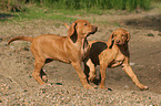 2 spielende Rhodesian Ridgeback Welpen