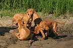 spielende Rhodesian Ridgeback Welpen