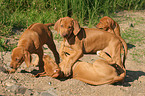 spielende Rhodesian Ridgeback Welpen