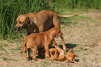 spielende Rhodesian Ridgebacks