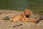 liegender Rhodesian Ridgeback Welpe