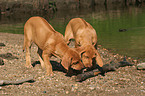 spielende Rhodesian Ridgeback Welpen