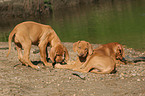 spielende Rhodesian Ridgeback Welpen