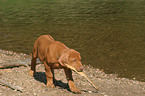 spielender Rhodesian Ridgeback Welpe