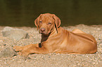 liegender Rhodesian Ridgeback Welpe