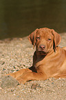 liegender Rhodesian Ridgeback Welpe