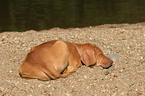 schlafender Rhodesian Ridgeback Welpe