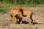 spielende Rhodesian Ridgeback Welpen