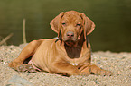 liegender Rhodesian Ridgeback Welpe