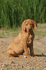 sitzender Rhodesian Ridgeback Welpe