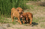 spielende Rhodesian Ridgeback Welpen