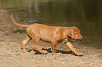 laufender Rhodesian Ridgeback Welpe