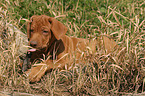 liegender Rhodesian Ridgeback Welpe