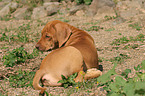 liegender Rhodesian Ridgeback Welpe