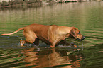 badender Rhodesian Ridgeback