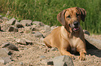 liegende Rhodesian Ridgeback