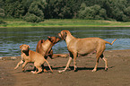 spielende Rhodesian Ridgebacks