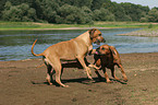 spielende Rhodesian Ridgebacks