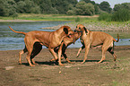 spielende Rhodesian Ridgebacks