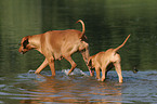 badende Rhodesian Ridgebacks