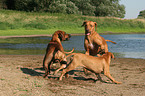 spielende Rhodesian Ridgebacks am Strand