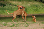 spielende Rhodesian Ridgebacks