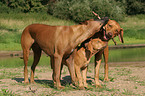 spielende Rhodesian Ridgebacks