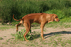 markierender Rhodesian Ridgeback