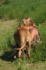 Frau mit Rhodesian Ridgeback