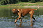 badender Rhodesian Ridgeback