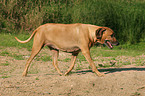 alter Rhodesian Ridgeback