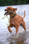 spielender Rhodesian Ridgeback