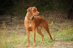 stehender Rhodesian Ridgeback