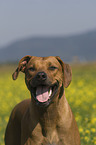 Rhodesian Ridgeback Portrait