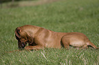 Rhodesian Ridgeback auf Wiese