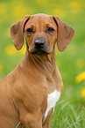 Rhodesian Ridgeback Welpe