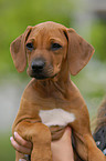 Rhodesian Ridgeback Welpe