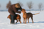 Frau mit Rhodesian Ridgebacks im Schnee