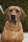 Rhodesian Ridgeback Portrait