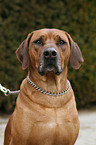 Rhodesian Ridgeback Portrait