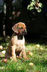 Rhodesian Ridgeback Welpe