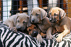 Rhodesian Ridgeback Welpen