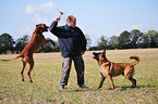 spielende Hunde