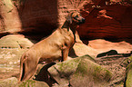 Rhodesian Ridgeback